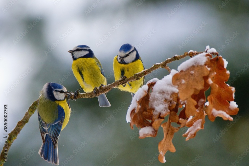Fototapeta premium Winter scenery with blue tits bird sitting on the snowy branch(Cyanistes caeruleus)