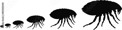 Flea silhouettes in scale progression, black outline insect anatomy, minimal design, growth concept, segmented body study, scientific illustration