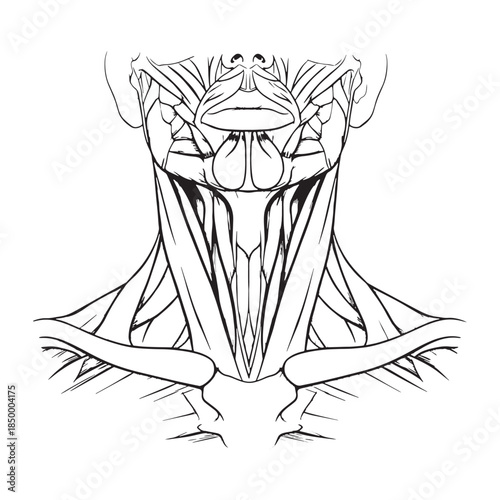 Human Neck Muscles Anatomy Diagram - Detailed Line Art