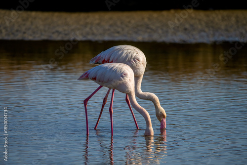 Greater Flamingos, Phoenicopterus roseus, foraging,  Kalochori, lagoon, Thessaloniki,  