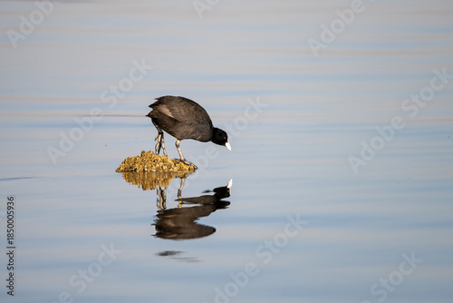 Eurasian Coot (Fulica atra) in Kalochori lagoon in Thessaloniki