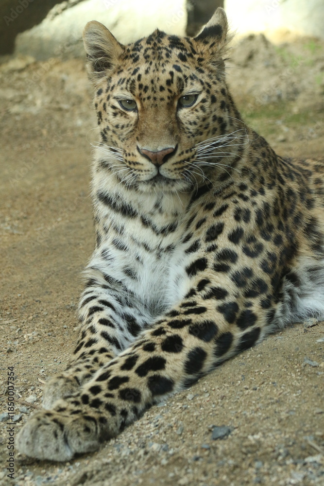 Obraz premium Amur Leopard Resting on the Ground, Rare Endangered Big Cat Portrait