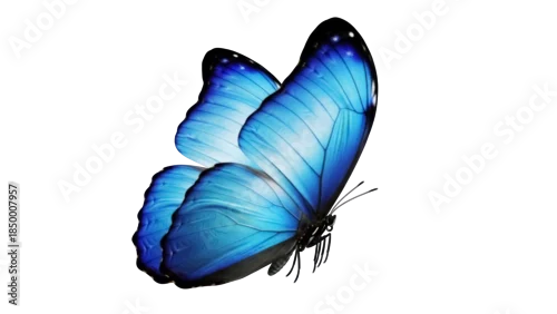 Fototapeta na wymiar Vibrant blue butterfly PNG isolated on transparent background, detailed wings and delicate antennae for nature and design projects