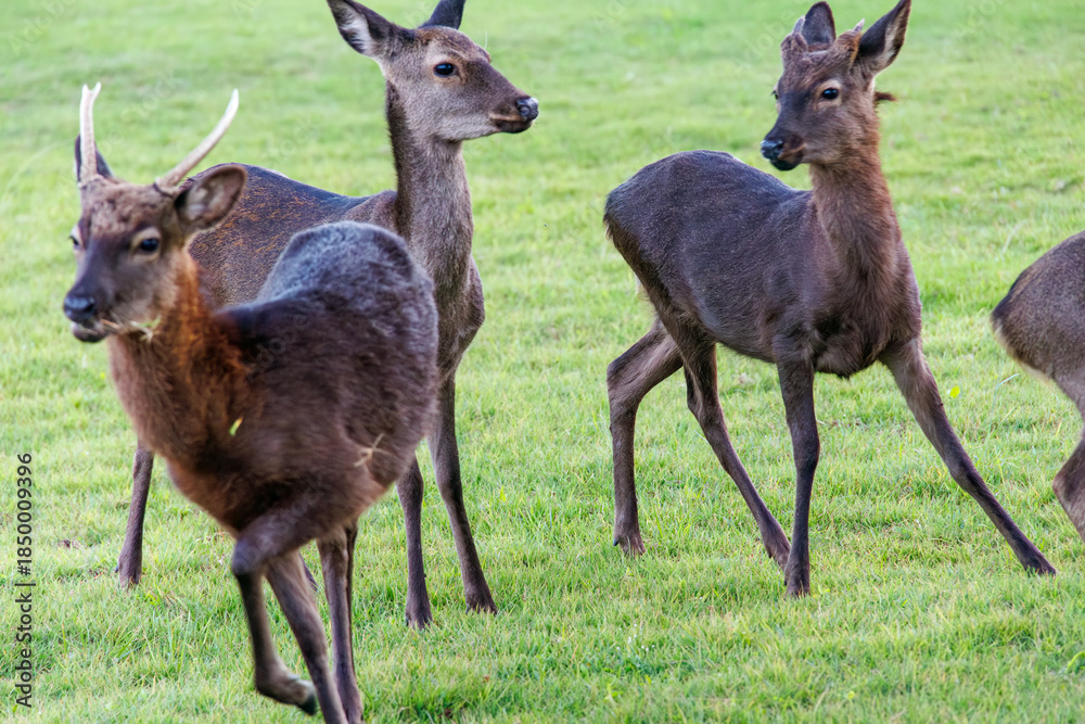 Fototapeta premium 天然記念物のケラマジカ(アカシカ)。 希少な野生動物ですが、日中から町中に普通に現れます。 阿嘉島阿嘉港 沖縄県島尻郡慶良間諸島-2025 沖縄本島から40km西方にある諸島。 大小30以上の島々からなる島嶼群は全体が国立公園に指定されている。 珊瑚礁の海、白い砂浜、緑の山地は世界屈指の美しさ。 多くの貴重な動植物が生息している。
