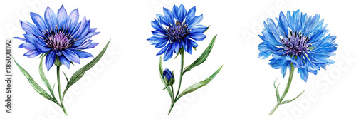 Three vibrant blue cornflower illustrations with green leaves, showcasing delicate watercolor artistry