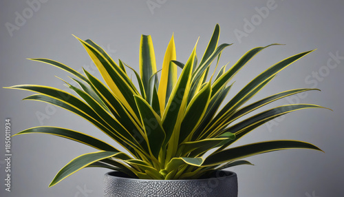 Espada de São Jorge plant