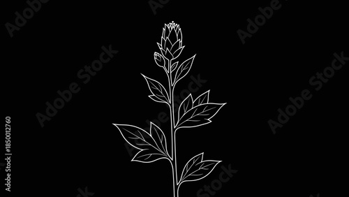 Simple White Outline of a Plant.