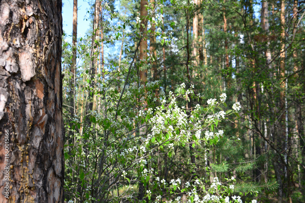 Fototapeta premium Spring Blossoms in a Sunny Pine Forest wallpaper