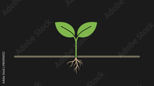 Small Green Seedling with Roots Visible.