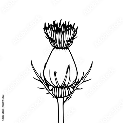 Minimalist line art illustration of a single thistle flower with thorny bracts and tall stem