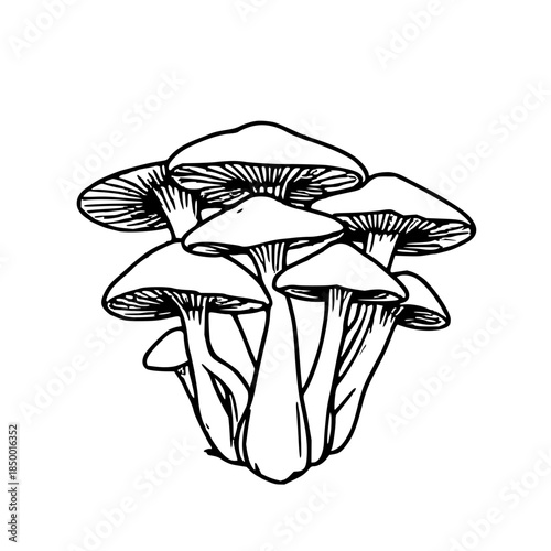 Line art illustration of a cluster of mushrooms — black and white vector drawing