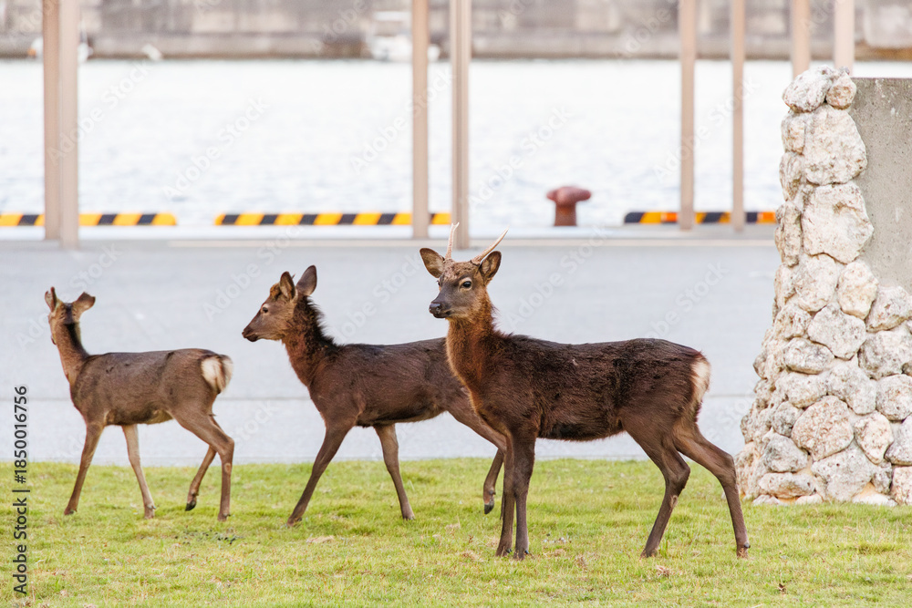 Fototapeta premium 天然記念物のケラマジカ(アカシカ)。 希少な野生動物ですが、日中から町中に普通に現れます。 阿嘉島阿嘉港 沖縄県島尻郡慶良間諸島-2025 沖縄本島から40km西方にある諸島。 大小30以上の島々からなる島嶼群は全体が国立公園に指定されている。 珊瑚礁の海、白い砂浜、緑の山地は世界屈指の美しさ。 多くの貴重な動植物が生息している。