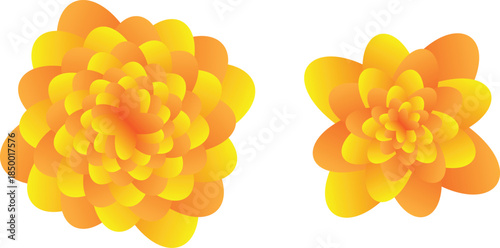 Vibrant orange floral arrangement of two blossoms