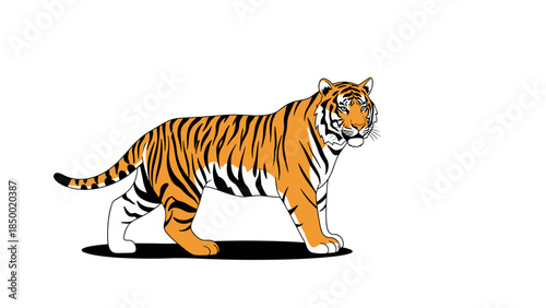 Tiger Walking Illustration with Shadow Effect.