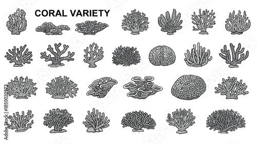 Diverse coral collection in detailed monochrome style