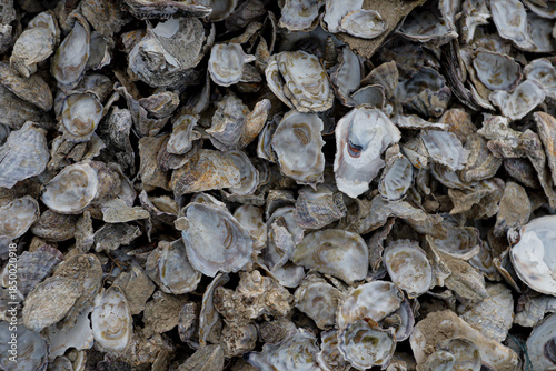 Bild auf Leinwand Pile of Oyster Shells Texture Background