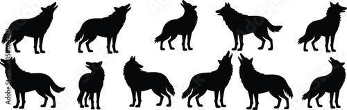 Wolf silhouette set howling wild canine different poses black animal vector illustration isolated on white background wildlife nature collection