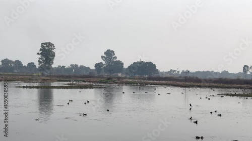 Migratory birds in wetland