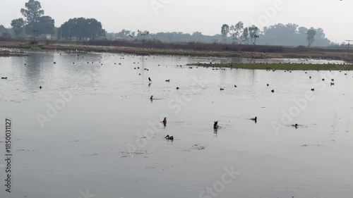 Migratory birds in wetland