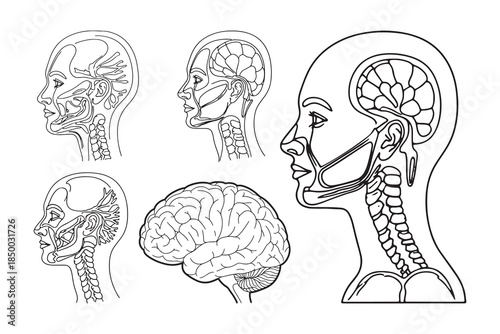 Human Brain Anatomy Set, Nervous System Medical Diagram