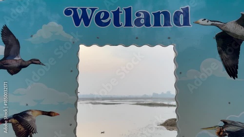 Migratory birds in wetland