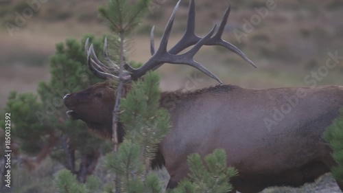 Bull Elk Walking and Tilting Head Back in a meadow with Pines 