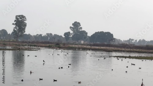 Migratory birds in wetland