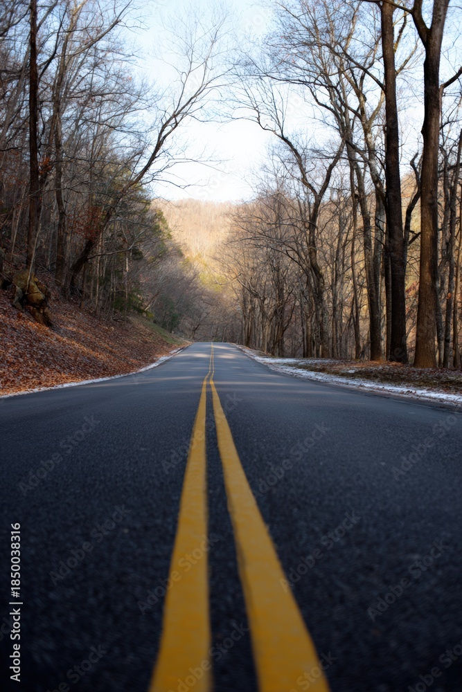 Fototapeta premium Scenic rural road lined with bare trees in autumn forest