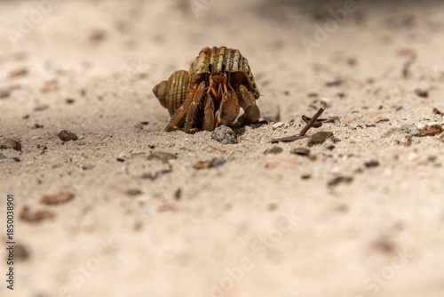 hermit crabon the sand in Maldives island