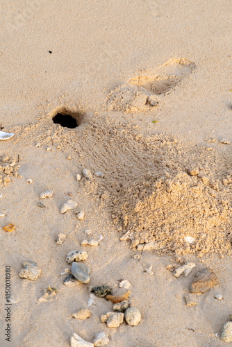 hermit crabon the sand in Maldives island