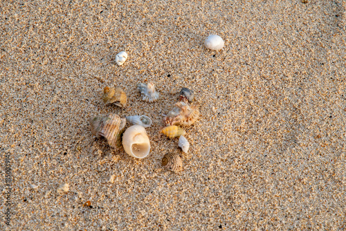 hermit crabon the sand in Maldives island
