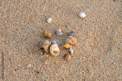 hermit crabon the sand in Maldives island