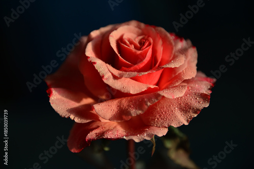 Beautiful pink rose with drops of rain