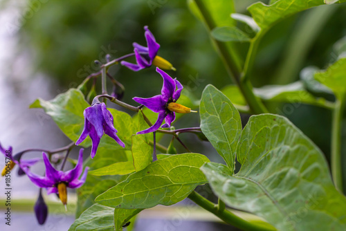 Photos Bittersweet nightshade Solanum dulcamara flowers and buds with leaves