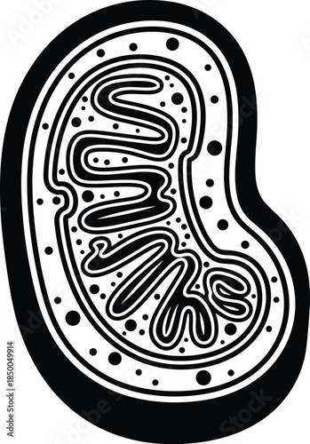 Mitochondria Cell Structure