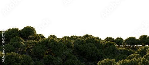 Foto Panoramic Green Forest Treetops Isolated on transparent Background