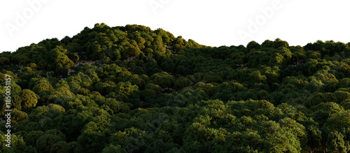 Foto Panoramic Green Forest Treetops Isolated on transparent Background