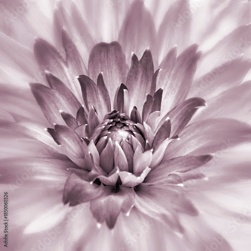 closeup of flower blossom petals with shallow depth of field creates a gentle, soft image