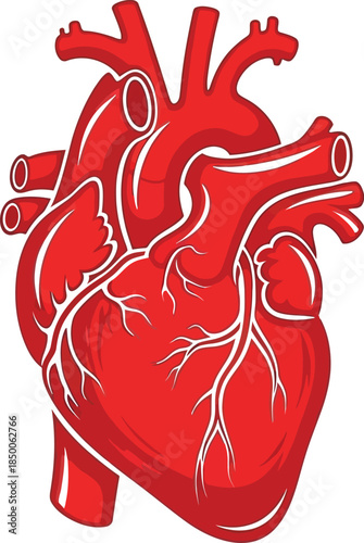 Illustration of a human heart with major blood vessels and chambers