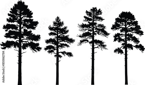 Four tall pine trees with dense foliage on a white background