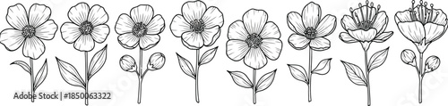 A black and white illustration of a row of flowers with detailed petals