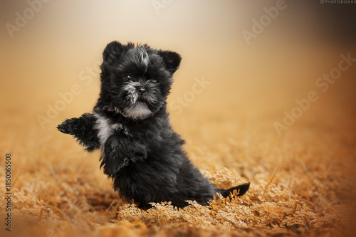 little cute black puppy on a beautiful autumn background, magical light and shine
