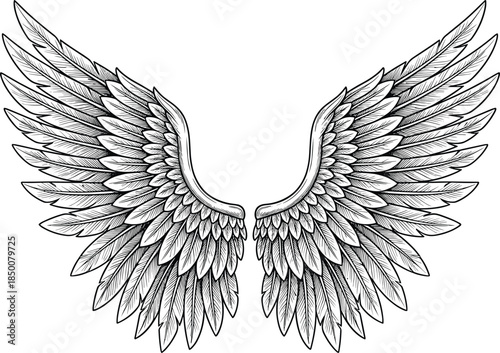 Detailed Black and White Line Art Drawing of a Pair of Large Feathered Wings Keywords: wings, feathered wings, angel wings, bird