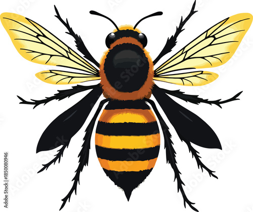 Vector art of a realistic depiction of a bee with intricate wings spread wide, isolated on white background