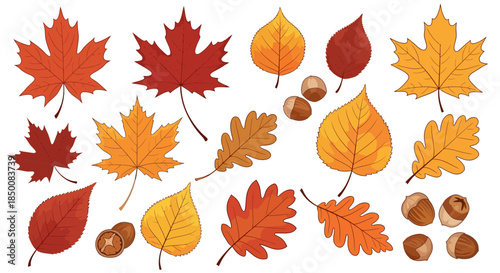 Autumn Leaves and Acorns on White Background