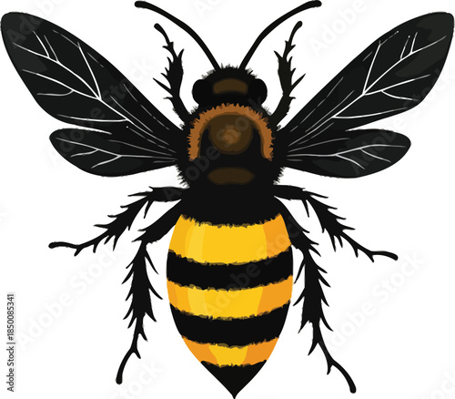 Vector art of a detailed illustration of a bee with black and yellow stripes, isolated on white background