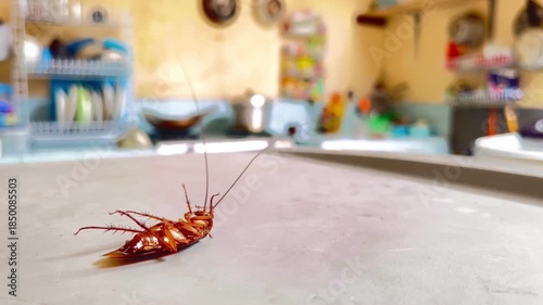 Unsanitary Cooking Area: Insect Pest on Countertop