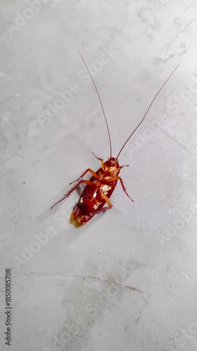 Unsanitary Cooking Area: Insect Pest on Countertop