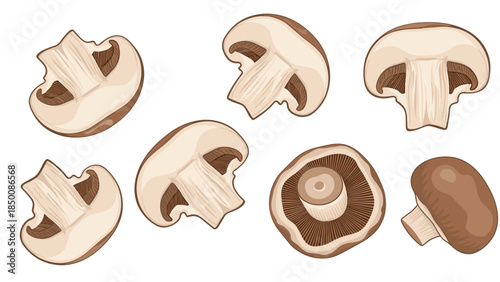 Detailed illustration showcases various perspectives of sliced and whole brown mushrooms, highlighting their internal structure and natural form.