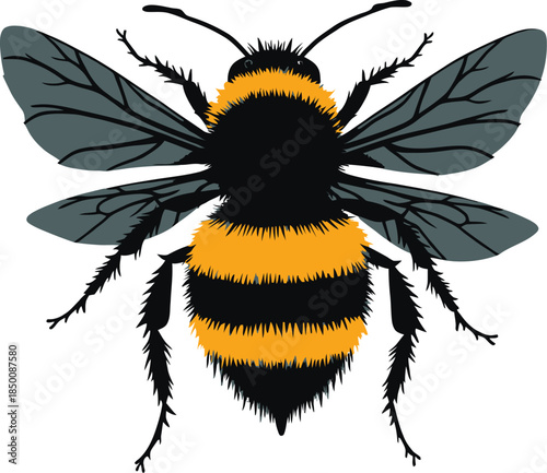 Vector art of a fuzzy bumblebee with black and yellow stripes is flying, isolated on white background